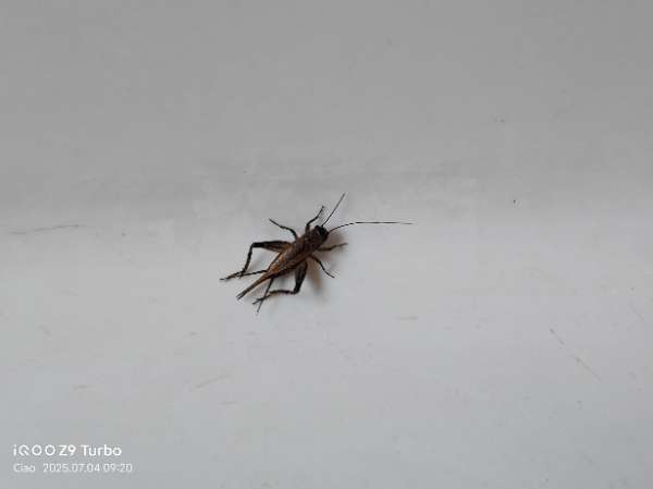 IMG_20250704_093215.jpg